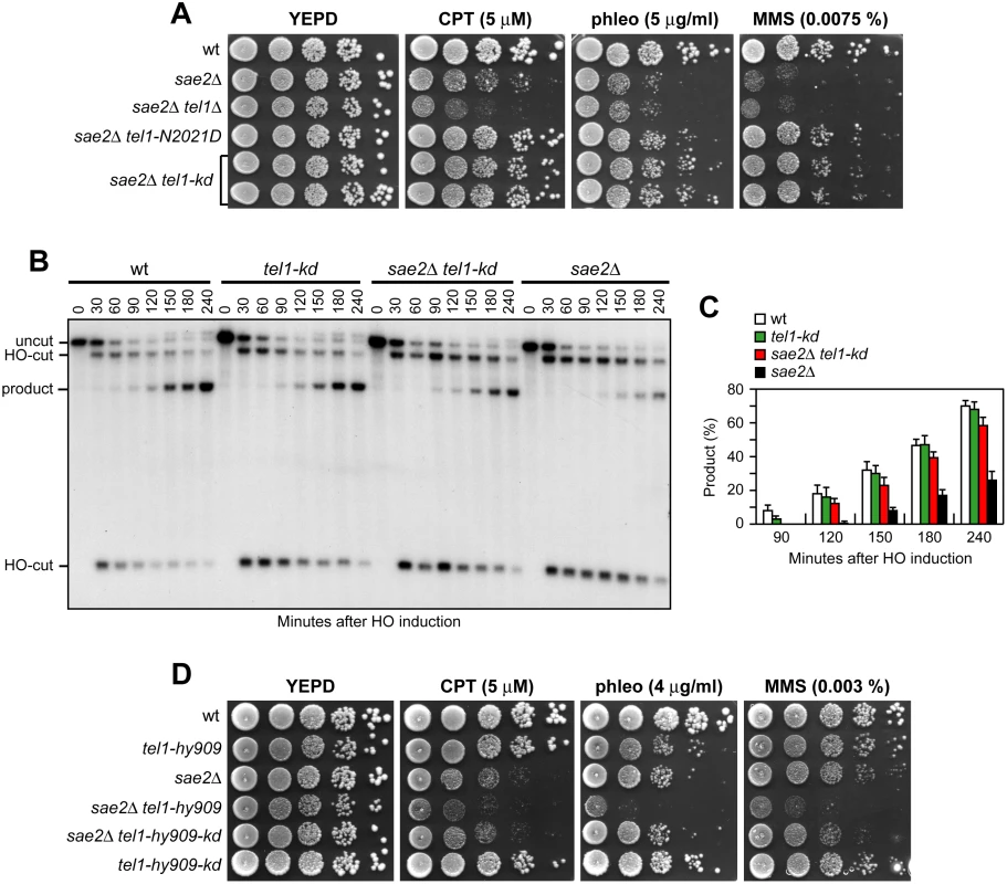 The Tel1-kd variant restores DNA damage resistance and SSA in <i>sae2</i>Δ cells.