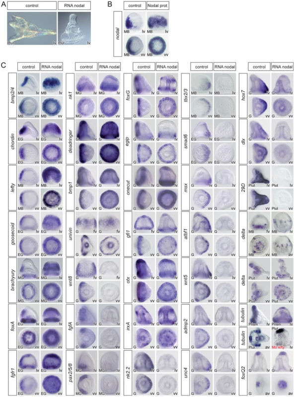 Overexpression of <i>nodal</i> represses the expression of ciliary band and dorsal marker genes and expands the expression of ventral markers genes.