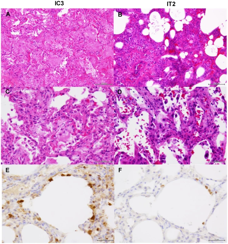 Histological analysis of pneumonia and distribution of viral antigens in immunosuppressed macaques infected with VN3040.