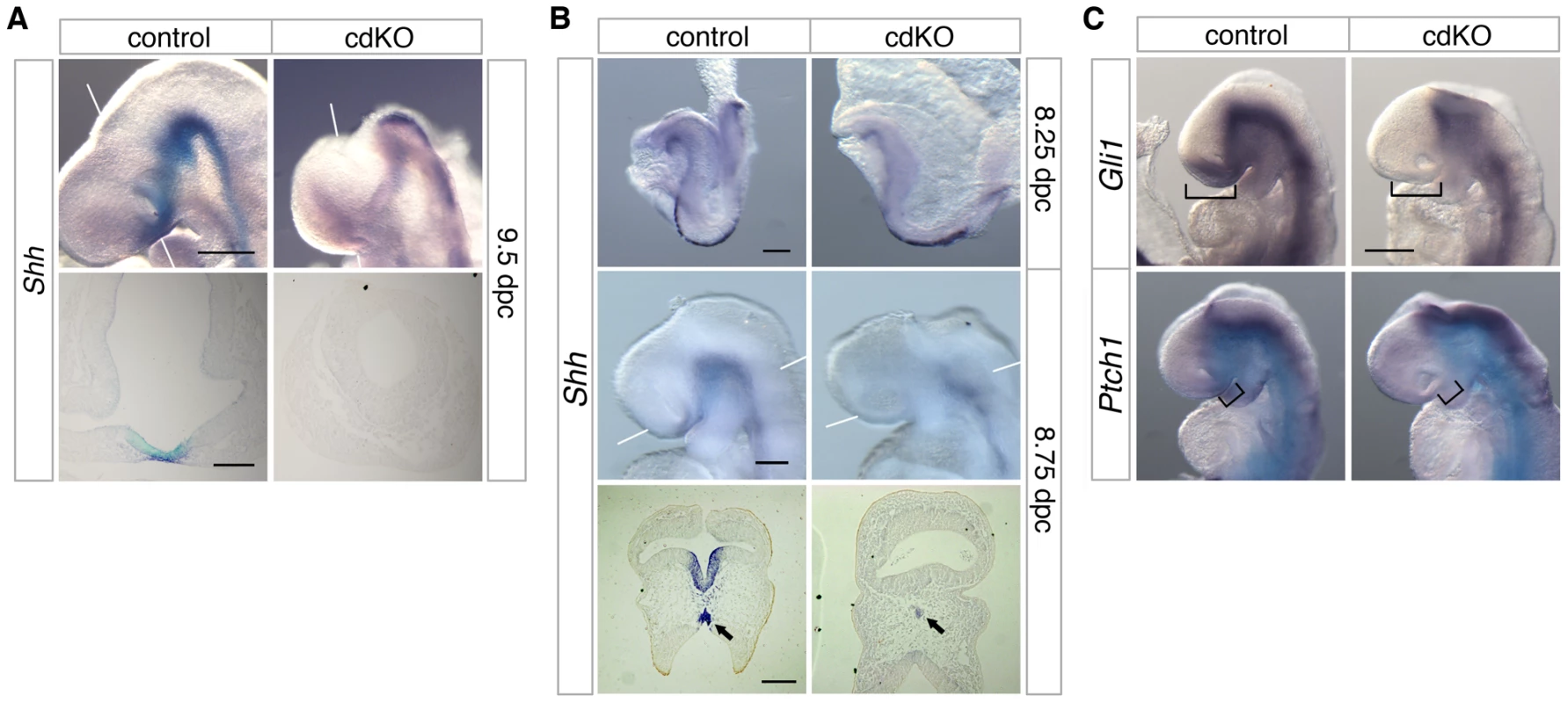 Defective Shh signaling in the forebrain of cdKO embryos.