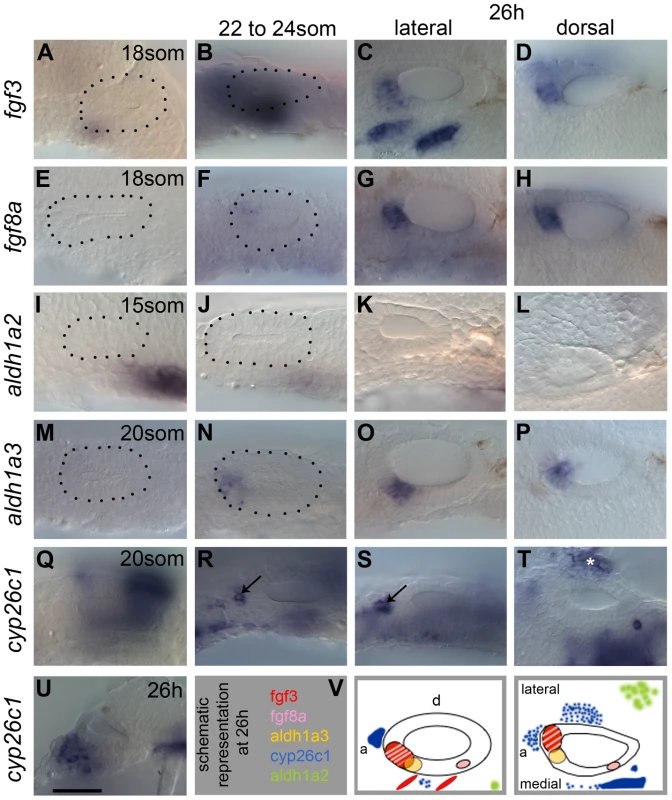 Expression of FGF and RA signalling pathway components during zebrafish OV development.