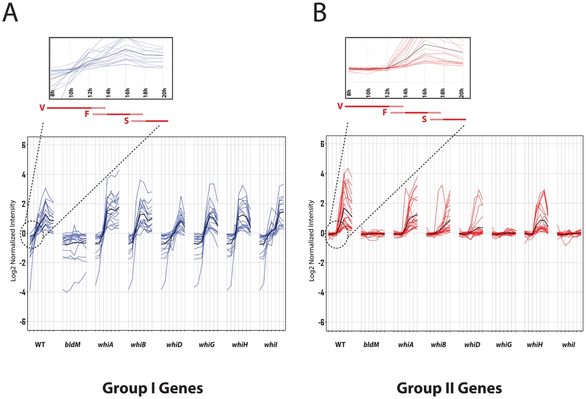 Microarray transcription profiles of (A) Group-I and (B) Group-II genes in wild-type <i>S. venezuelae</i> during submerged sporulation and in congenic <i>ΔbldM</i>, <i>ΔwhiA</i>, <i>ΔwhiB</i>, <i>ΔwhiD</i>, <i>ΔwhiG</i>, <i>ΔwhiH</i> and <i>ΔwhiI</i> null mutants grown under identical conditions.