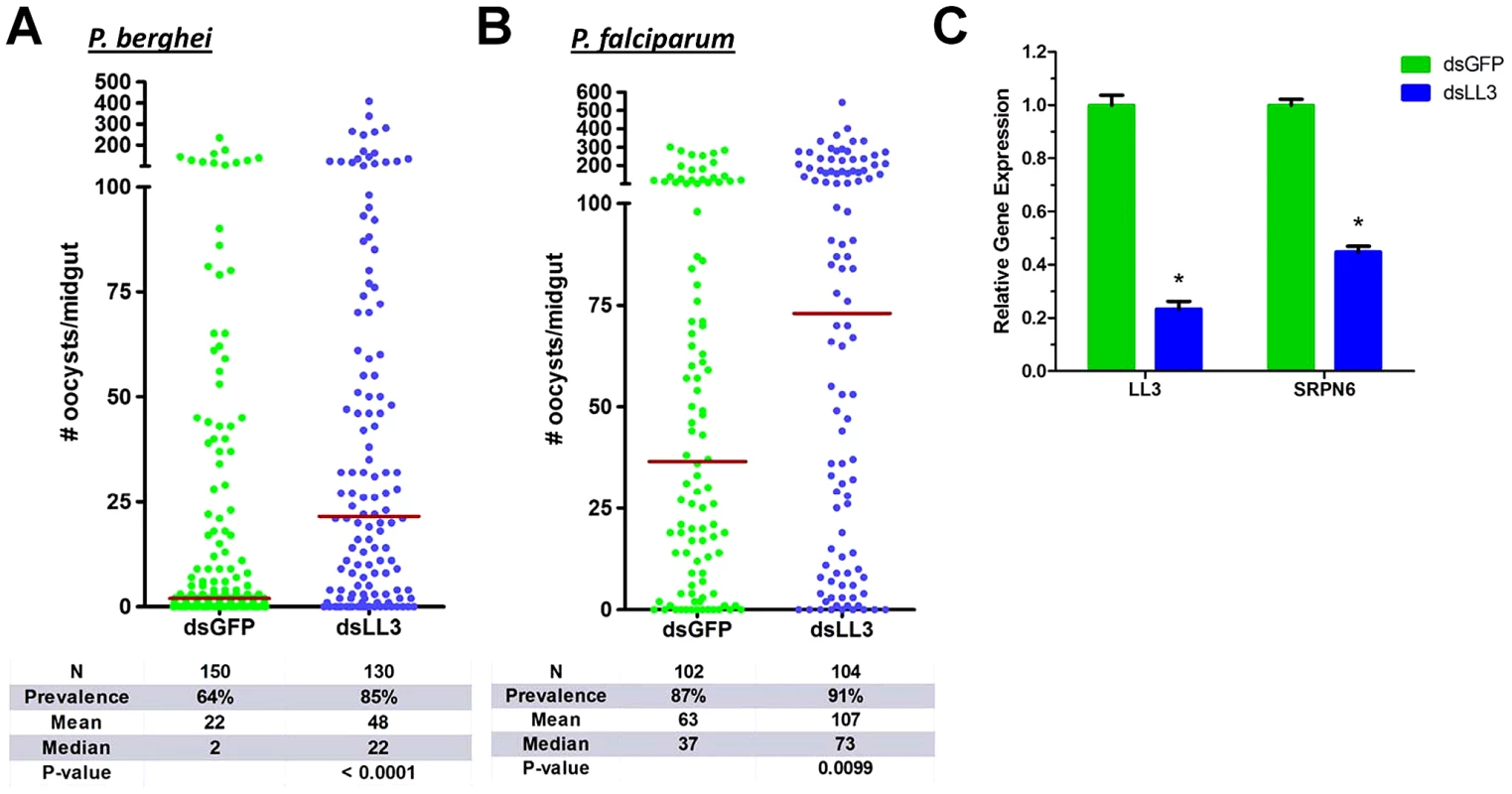 <i>Plasmodium</i> oocyst intensity increases in LL3 knockdown mosquitoes.