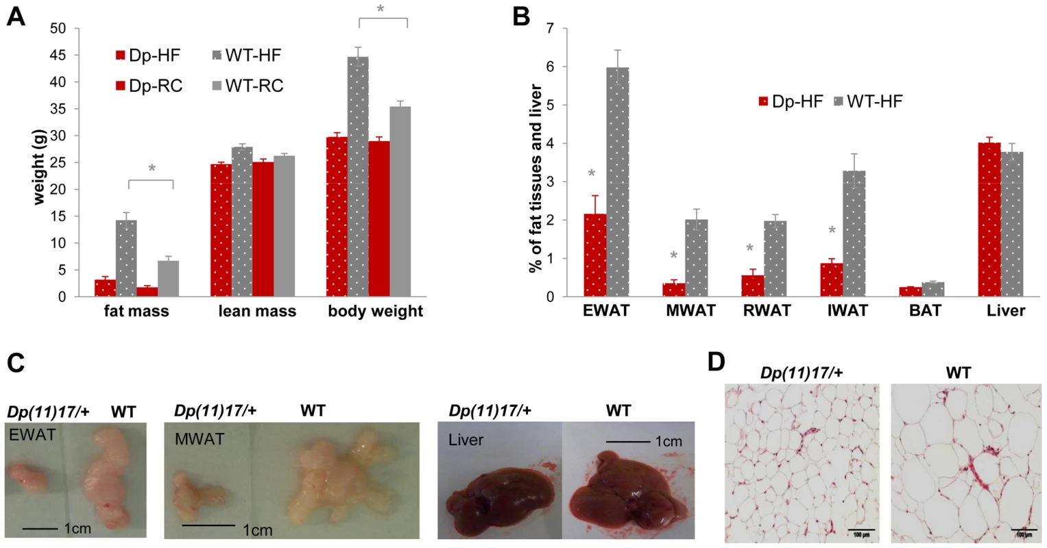 <i>Dp(11)17/+</i> mice (red) display resistance to diet-induced obesity compared to WT littermates (gray) after a high-fat diet (HF) feeding from 19 to 22 weeks.