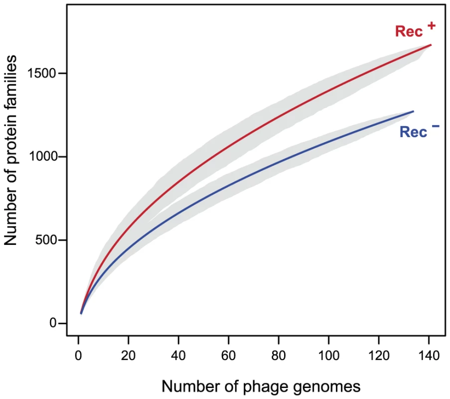 Pan genomes of the lambdoid phages encoding recombination functions (Rec<sup>+</sup>) are larger than those lacking them (Rec<sup>−</sup>).