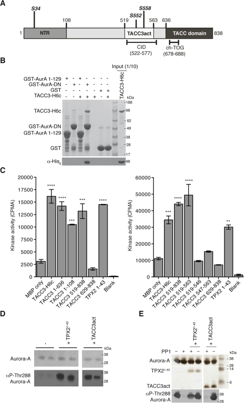 Biochemical characterisation of Aurora-A activation by TACC3.
