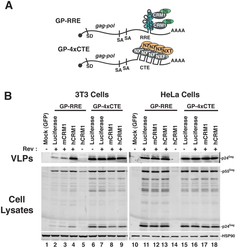 hCRM1 expression promotes HIV-1 VLP production in mouse cells.