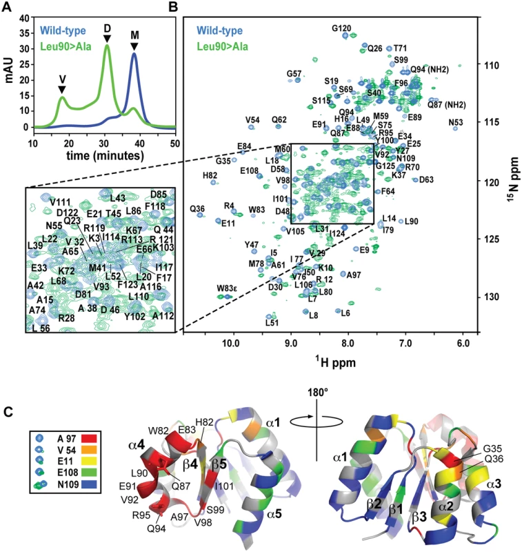 SEC and NMR analysis of wild-type RitR<sub>ALR</sub> and the RitR<sub>ALR</sub> Leu90&gt;Ala mutant proteins.