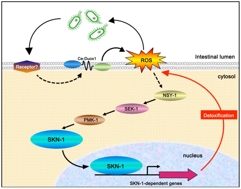 Proposed model for SKN-1 activation during infection.