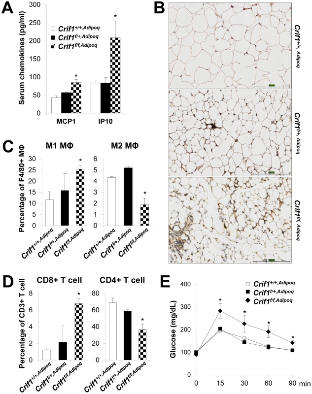 Recruitment of macrophages and T cells to adipose tissue in <i>Crif1<sup>f/f,Adipoq</sup></i> mice.