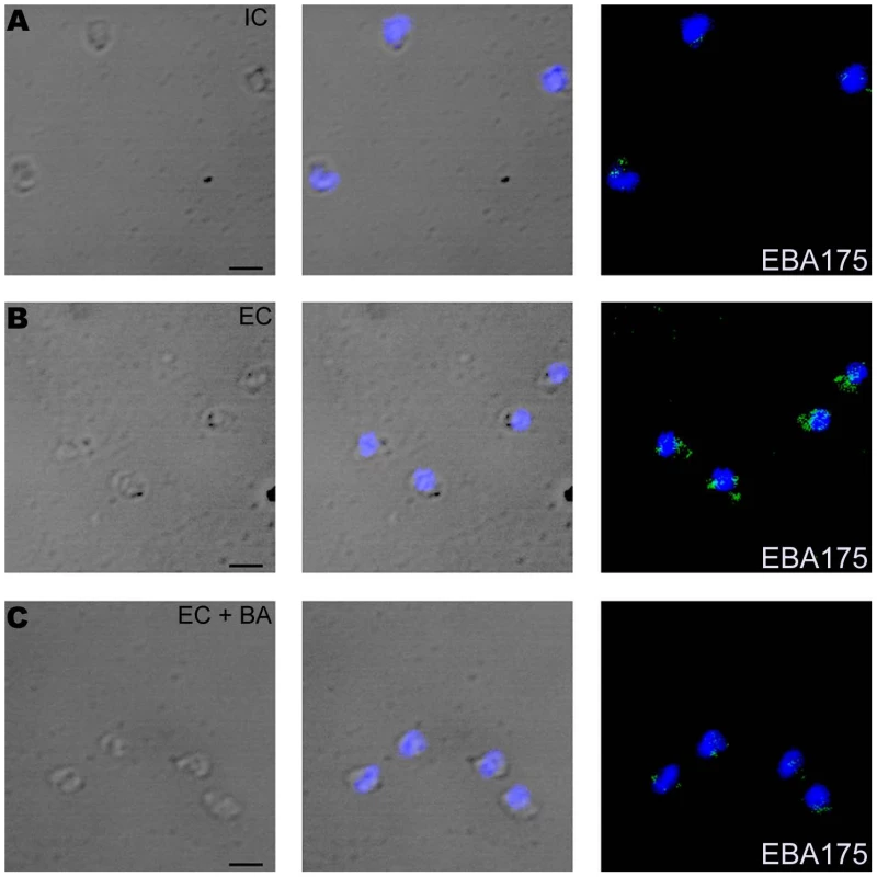 Expression of EBA175 on merozoite surface detected by immunofluorescence assay (IFA) in response to changes in ionic conditions.