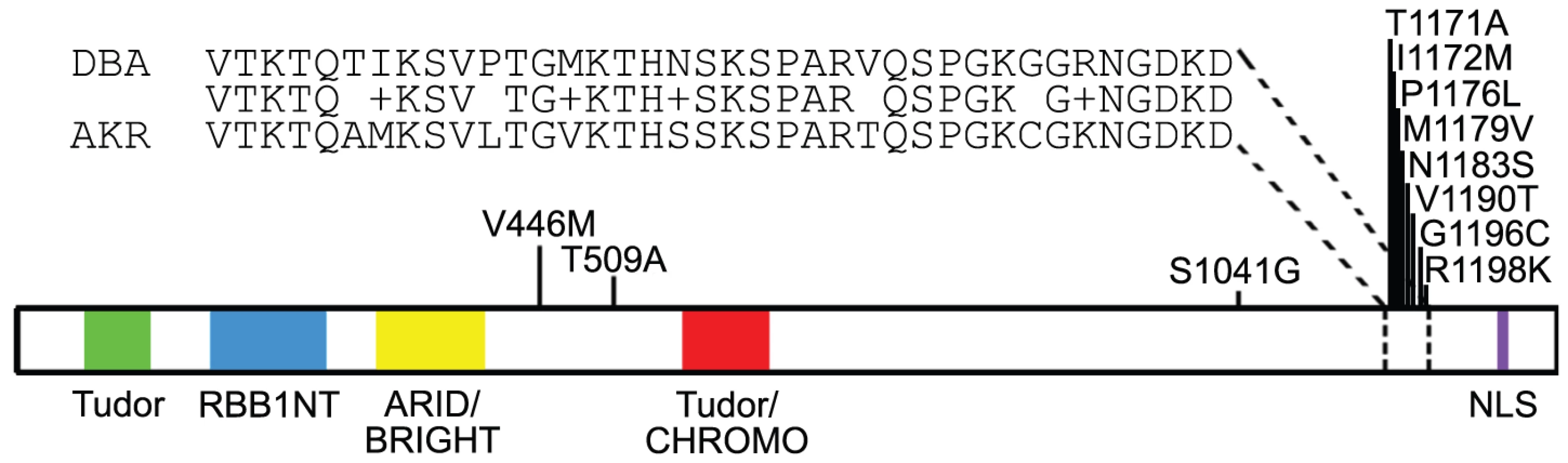 <i>Arid4b</i> germline amino acid sequence variants.