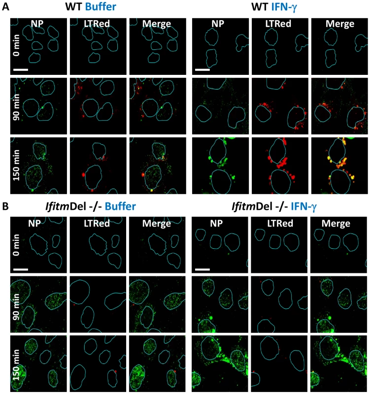 <i>Ifitm</i> knockout cells are more vulnerable to vRNP nuclear entry and are rescued by the restoration of Ifitm3 expression.