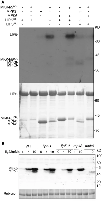 <i>In vitro</i> phosphorylation of LIP5 by MPK6 and MPK3.