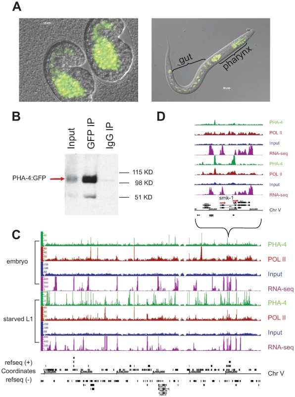 Identification of PHA-4 binding sites in embryos and starved L1 larvae.