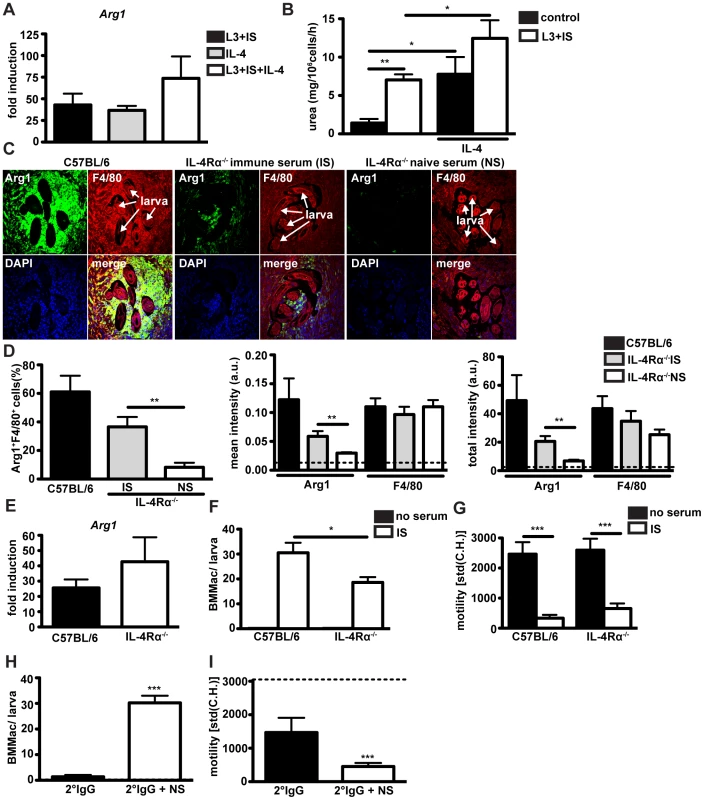 Antibodies can induce Arg1 and larval trapping by macrophages independently of IL-4Ralpha signaling.