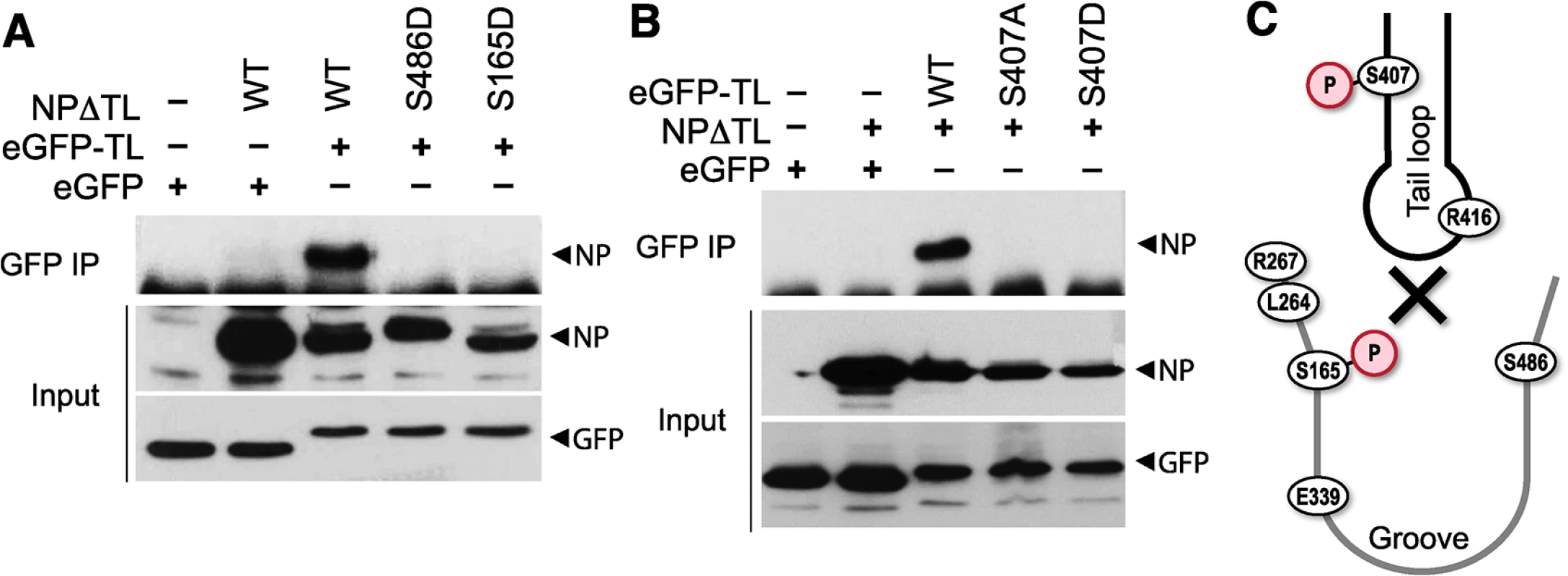 Phosphorylation of the tail loop and binding groove maintains monomeric NP.