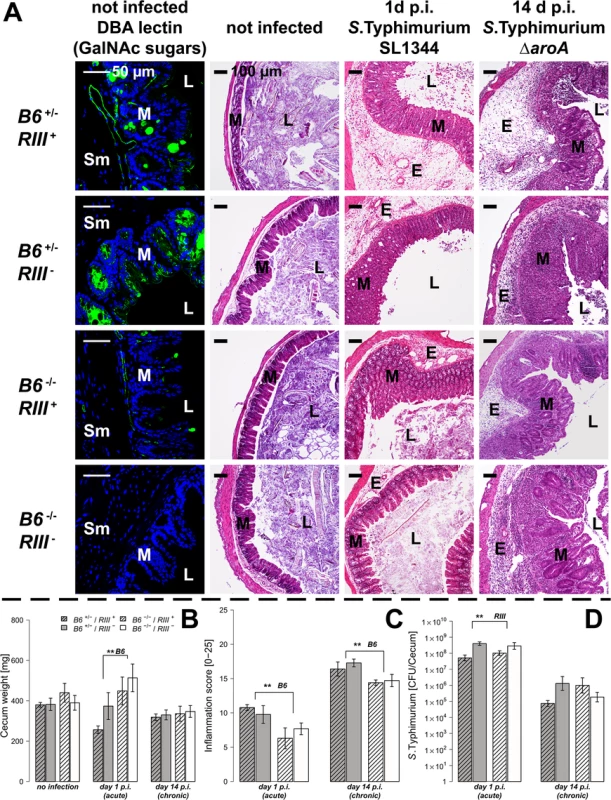 Tissue-specific expression of <i>B4galnt2</i> glycans influence susceptibility to <i>S</i>. Typhimurium-induced colitis.
