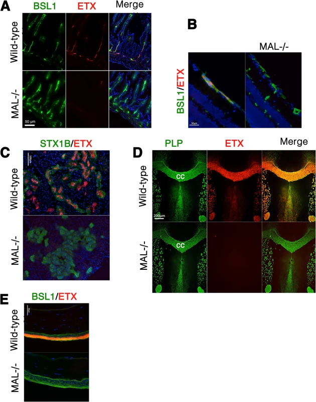MAL is necessary for ETX binding <i>in vivo</i>.