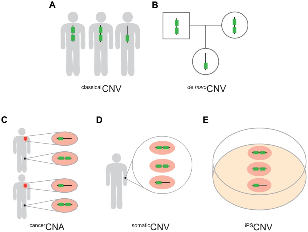 Five types of CNVs.