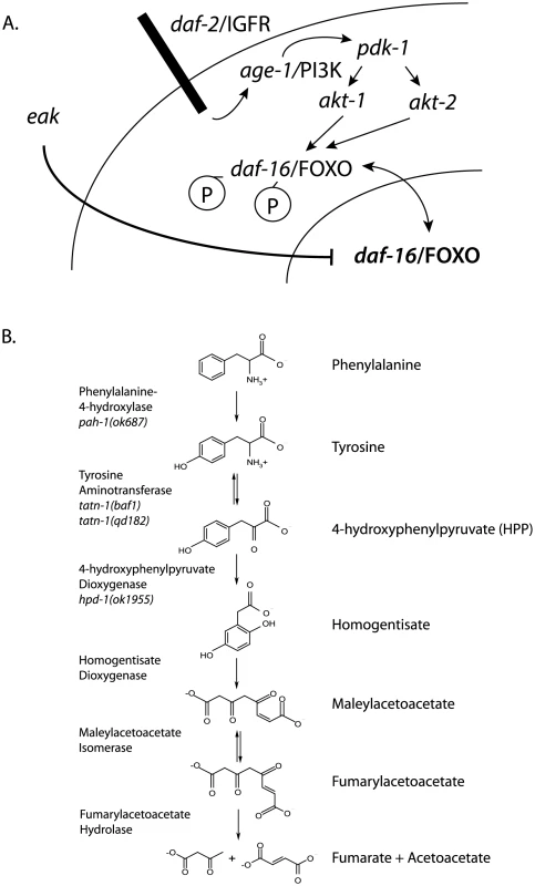 Diagram of <i>daf-2</i>/IGFR signaling pathway and tyrosine metabolic pathway.