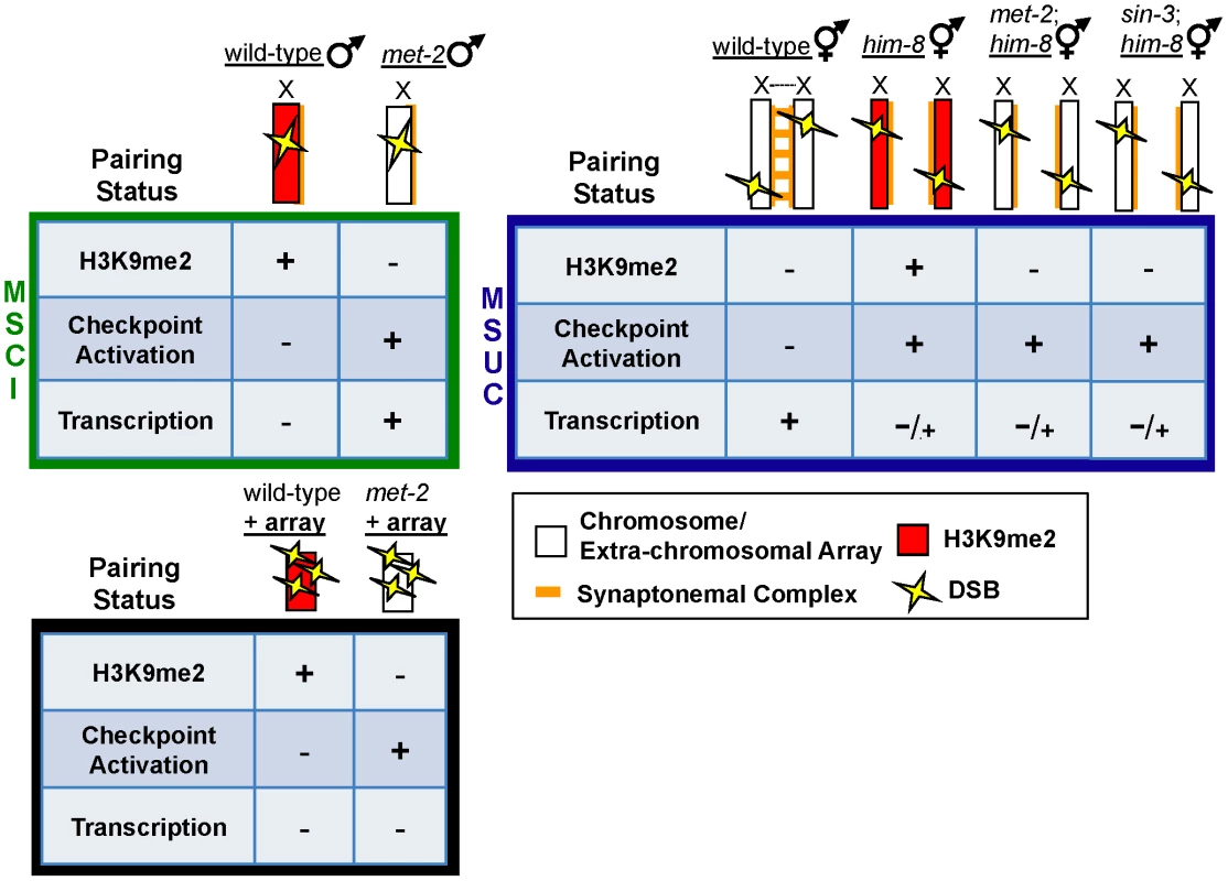Repressive chromatin architecture blocks meiotic checkpoint signaling and facilitates MSCI on the single X chromosome but is dispensable for transcriptional inactivation on asynapsed chromosome pairs.