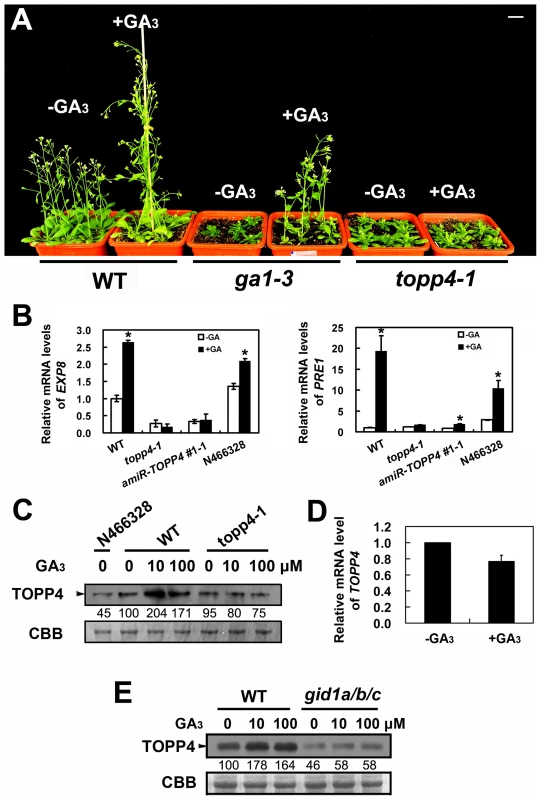 <i>topp4-1</i> is insensitive to exogenously applied GA<sub>3</sub>, and GA enhances the TOPP4 protein level through a GA-GID1 pathway.