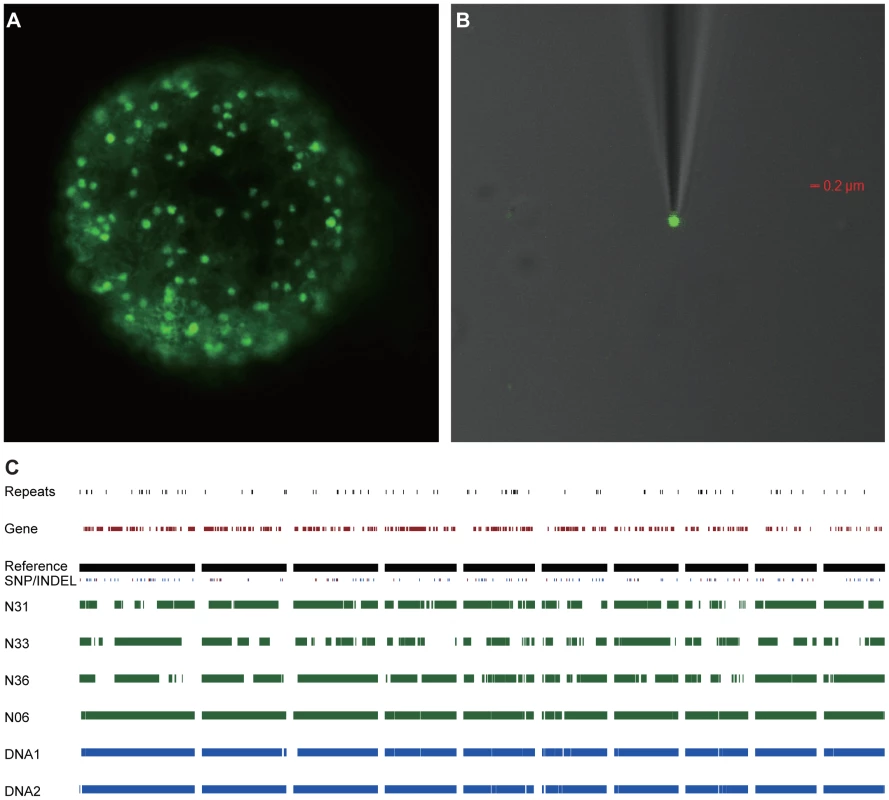 Genome sequence of single <i>R. irregularis</i> DAOM197198w nuclei.