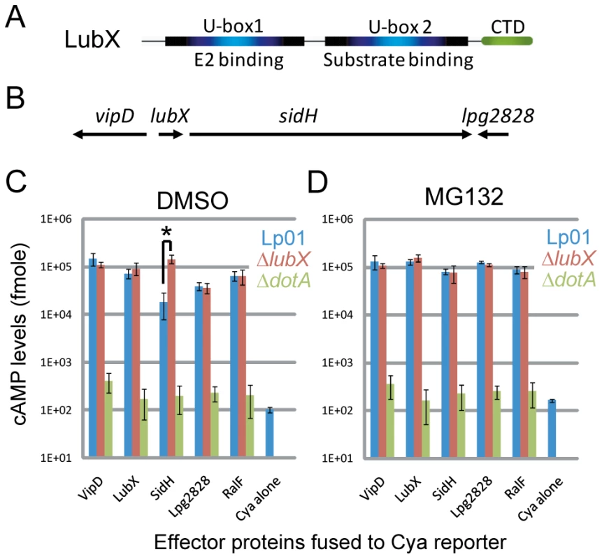 LubX is an ubiquitin ligase that regulates SidH degradation in the host cytosol.