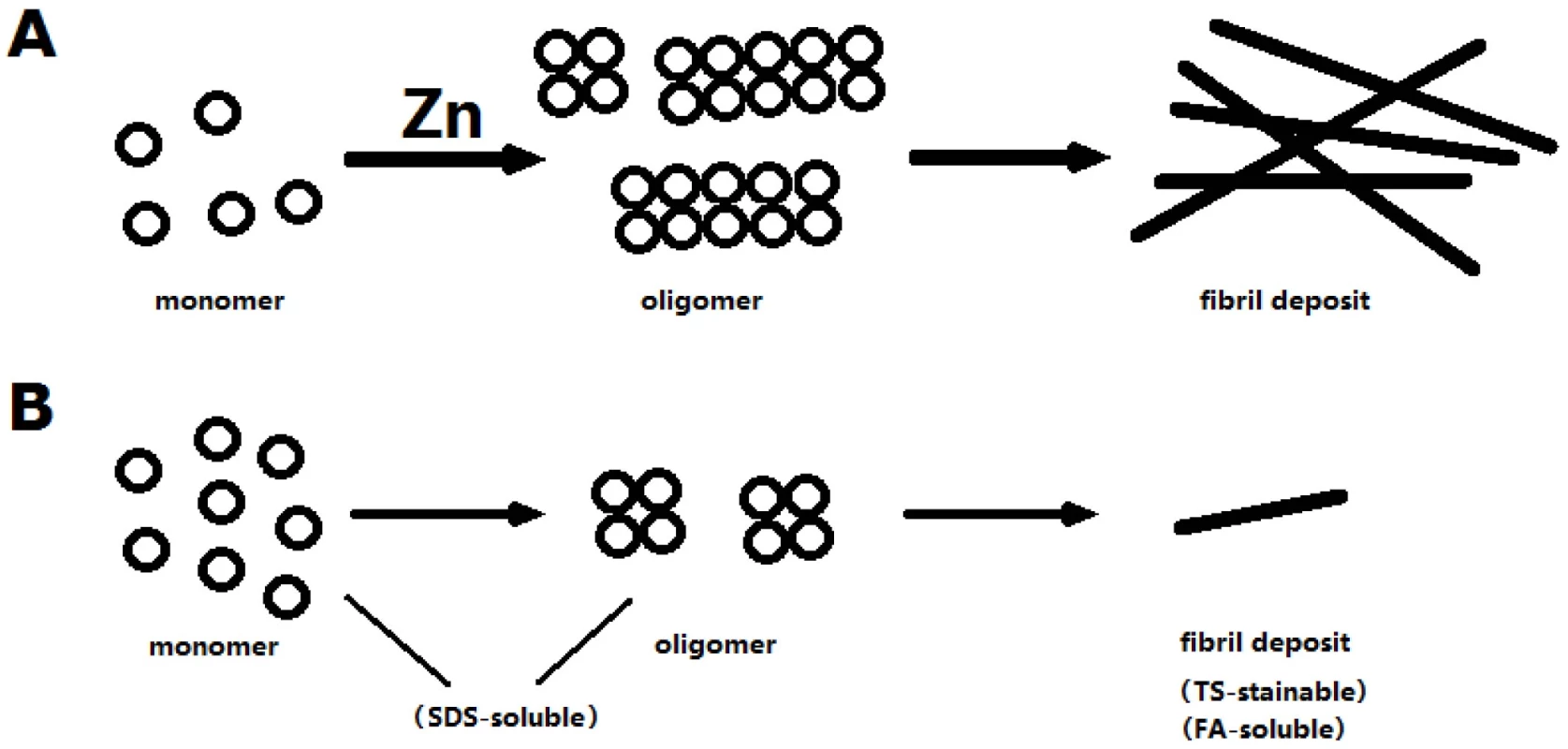 A model to explain zinc's effect on Aβ.