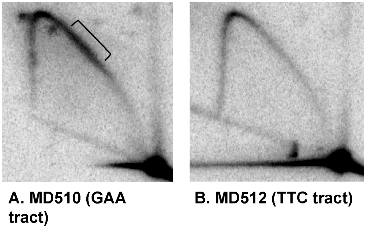 Two-dimensional gel analysis of replication forks stalled by the (GAA)<sub>230</sub> tracts.