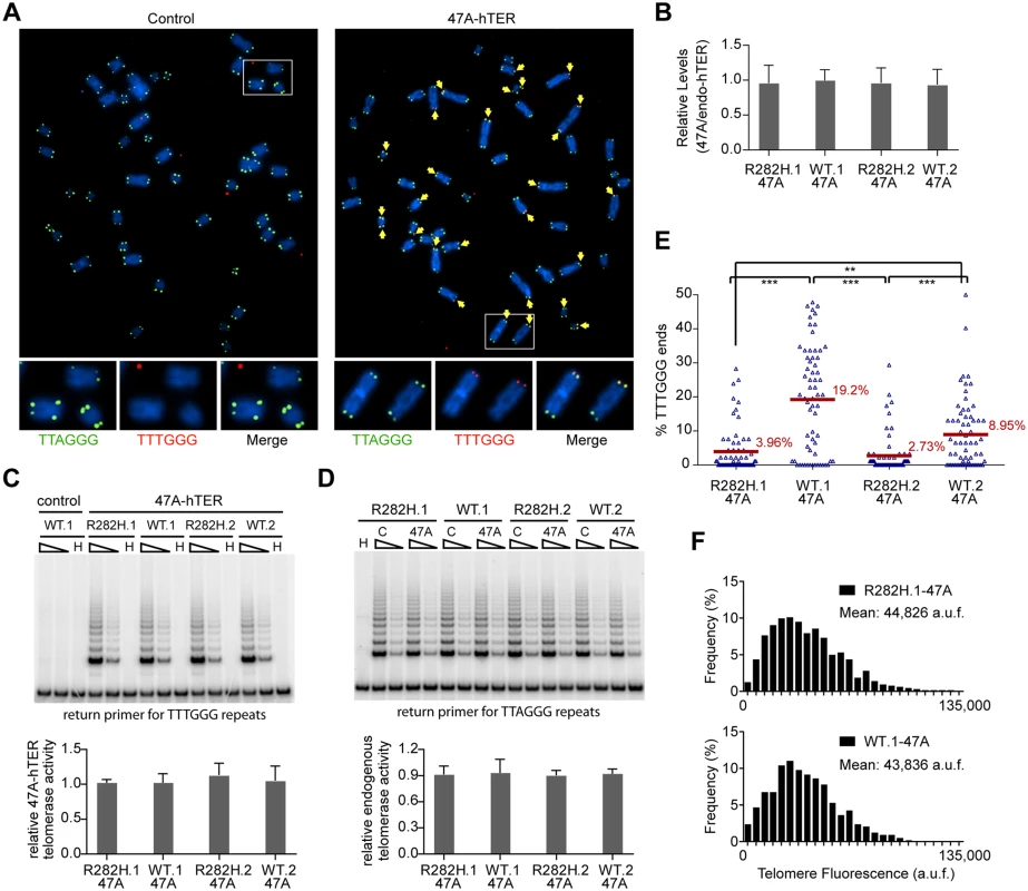Heterozygous TIN2-R282H mutation decreases the frequency of telomere extension by telomerase.