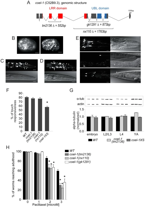 <i>coel-1</i> is expressed ubiquitously in embryos but largely confined to neurons in adults, and plays a role in microtubule stability and touch responsiveness.