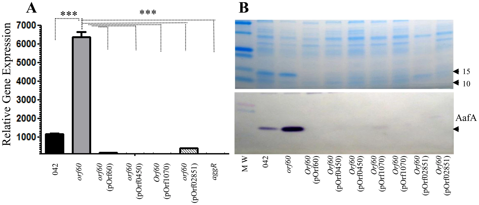 orf60 homologs from ETEC and <i>C. rodentium</i> repress AggR.