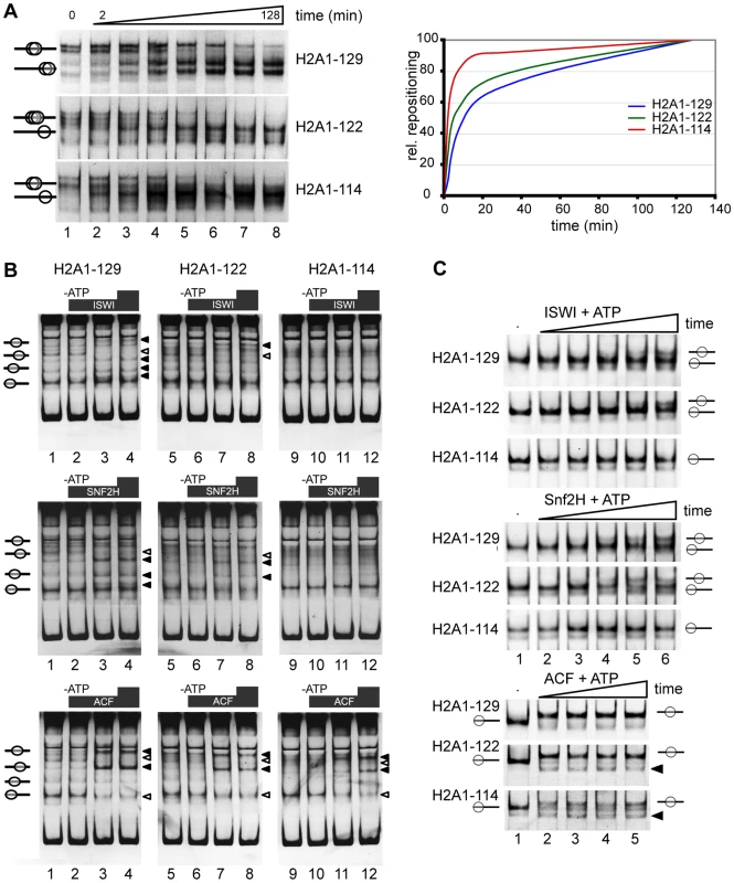 The H2A C-terminal tail is important for nucleosome stability and chromatin remodeling in vitro.