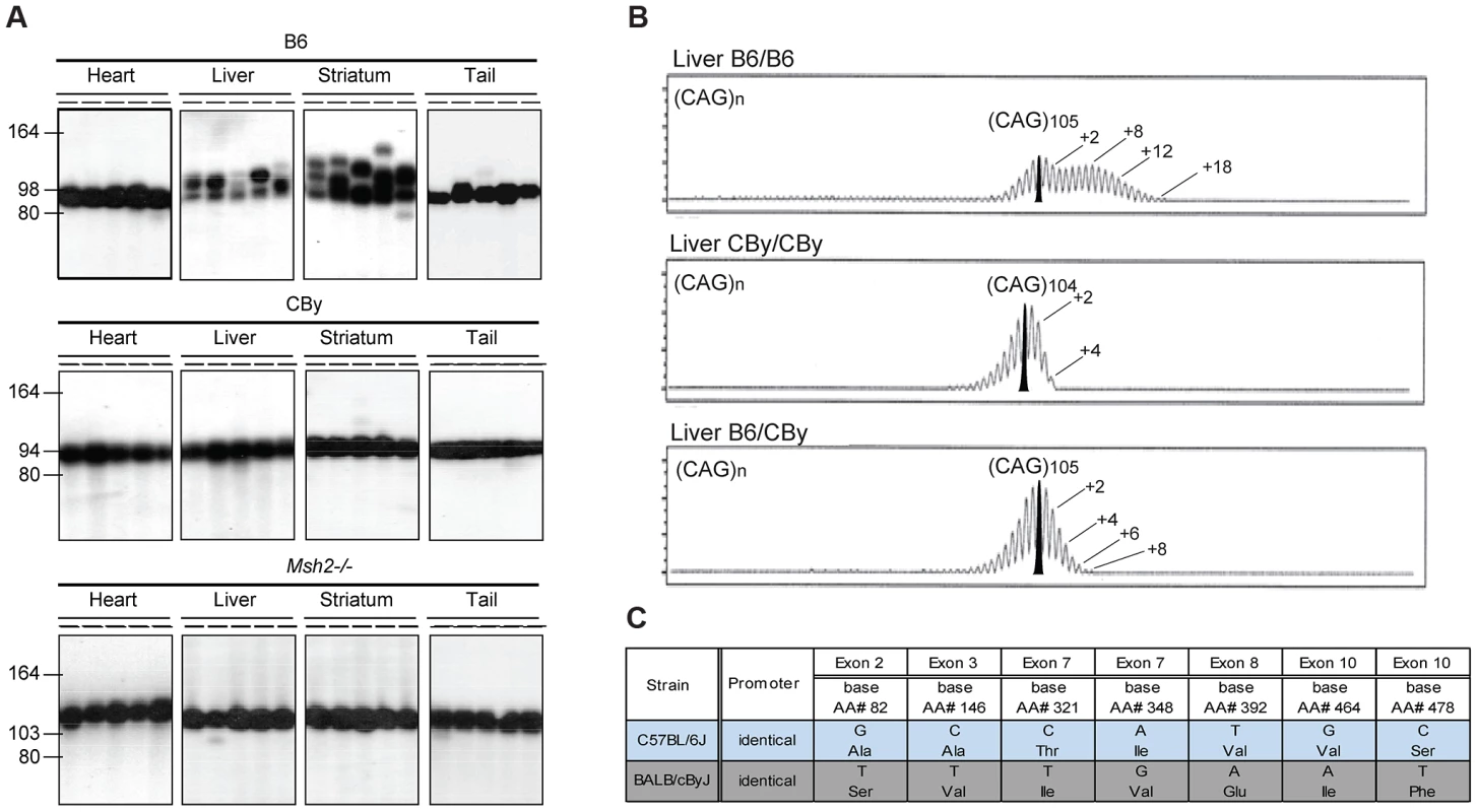 Representative CAG repeat distributions, and <i>Msh3</i> variations in B6 and CBy mice.