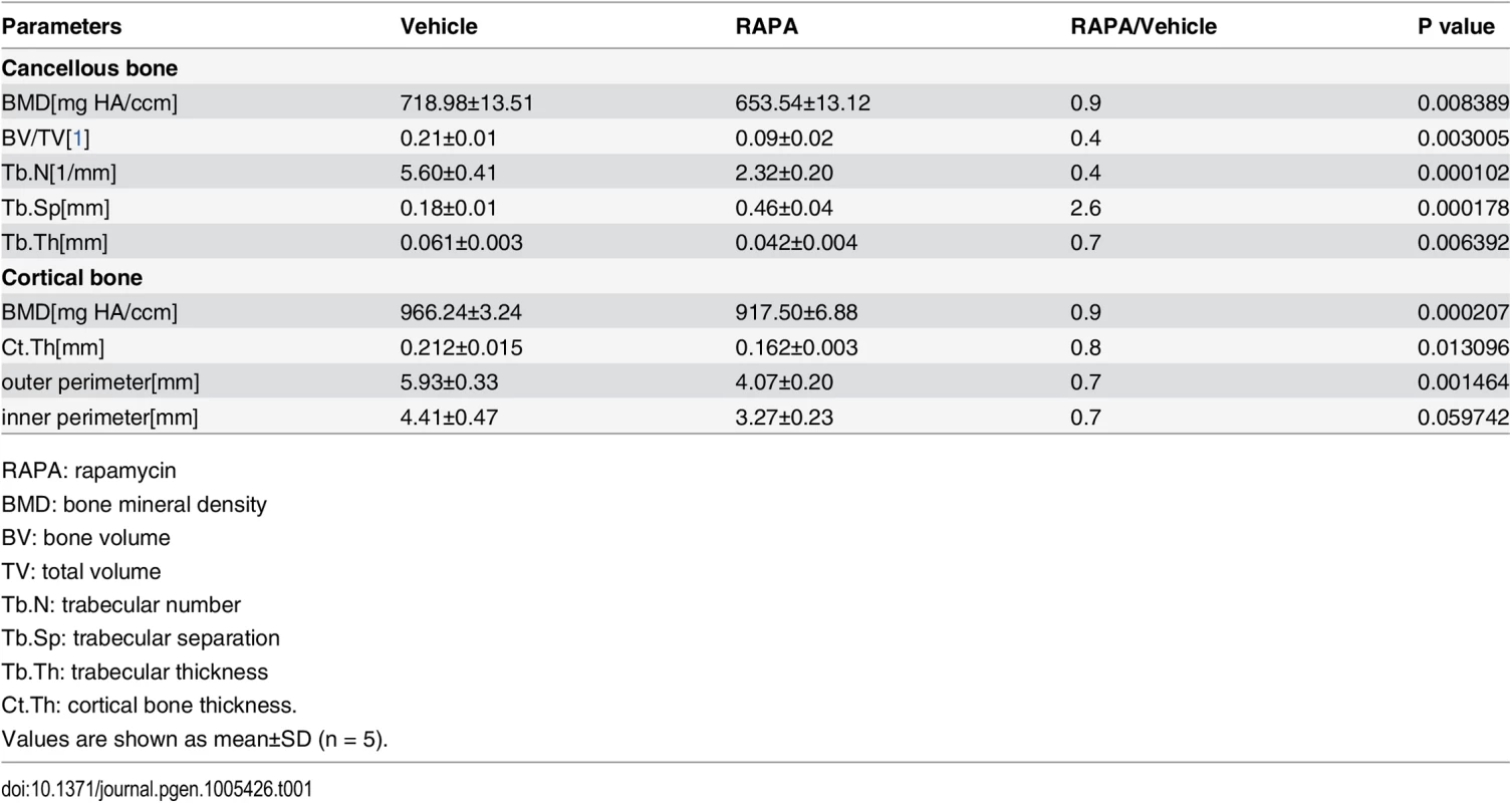 Micro CT analysis of rapamycin-treated C57BL/6 mice at 10 weeks of age.