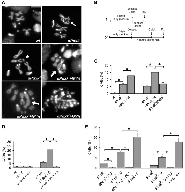 Clastogenic effects of sugar in PLP-deficient <i>Drosophila</i> brain cells.