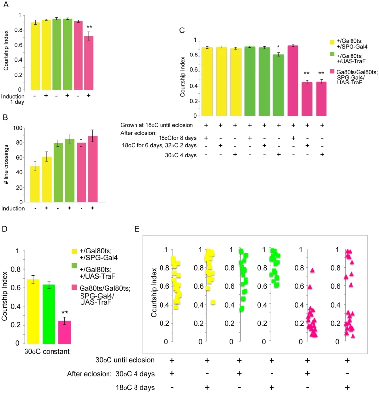 Conditional adult expression of <i>UAS-TraF</i> by <i>SPG-Gal4(3)</i> reduces male courtship.