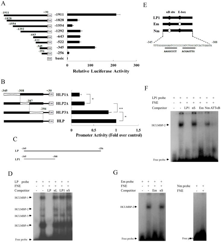 Identification of a transcription factor, HCLMBP-2, which may be a member of the NF-κB protein family.