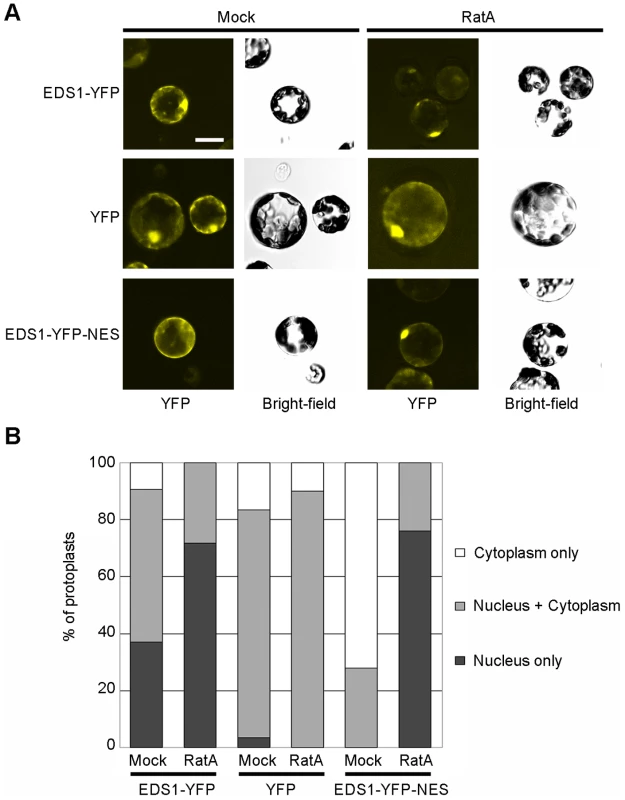 EDS1-YFP shuttles from the nucleus to the cytoplasm in <i>Arabidopsis</i> protoplasts.