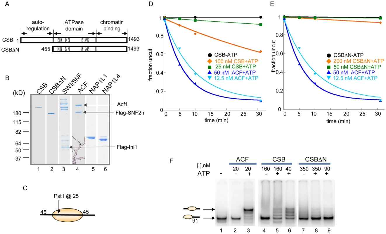 ATP–Dependent Chromatin Remodeling Activity of CSB.