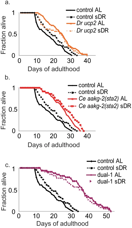 Dietary restriction does not increase lifespan of the <i>D. rerio ucp2</i>, <i>C. elegans aakg-2(sta2)</i>, or Dual-1 strains.