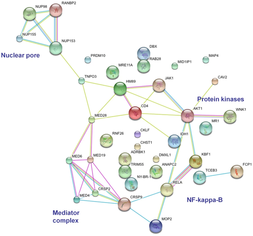 Predicted interaction networks of genes identified as HIV dependency factors in siRNA/shRNA screens <em class=&quot;ref&quot;>[72]</em>–<em class=&quot;ref&quot;>[75]</em>.