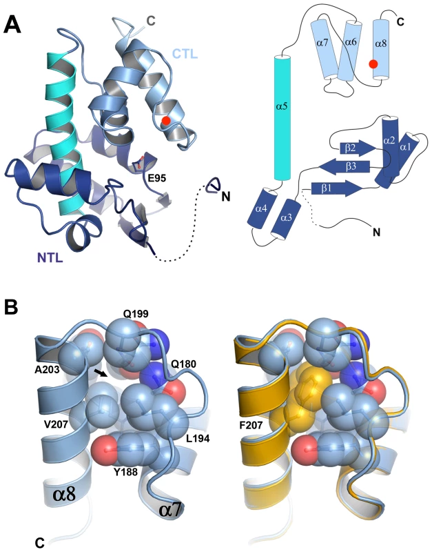 P5 adopts a lysozyme fold and the V207F mutation fills a cavity.