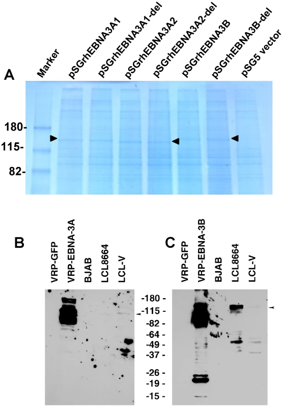 Expression of EBNA-3A and EBNA-3B in transfected and latently infected cells.
