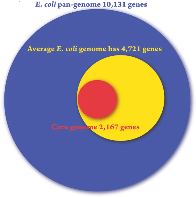 The breadth of genomic potential for <i>E. coli</i>.