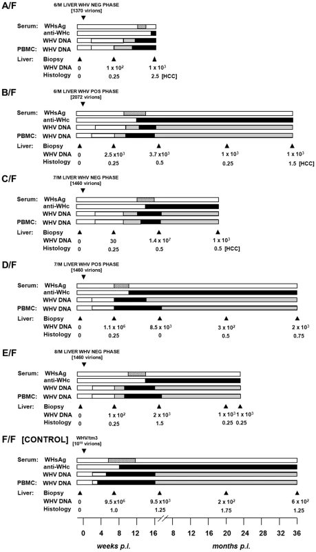 Serological profiles of WHV infection, detection of WHV DNA in sequential serum, PBMC and liver tissue samples, histological degree of hepatitis, and detection of HCC in initially healthy, WHV-naïve woodchucks inoculated with circulating WHV derived from the liver virus-negative and the liver virus-positive phases of POI.