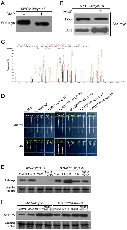 Phosphorylation of MYC2 at Thr328 Affects Its Turnover.