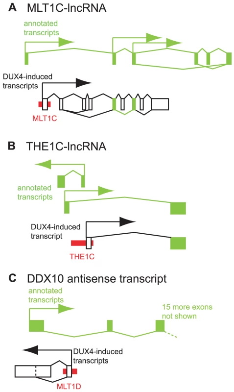 Examples of DUX4-bound repeats that function as alternative promoters for lncRNAs or antisense transcripts.